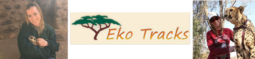 Eko Tracks